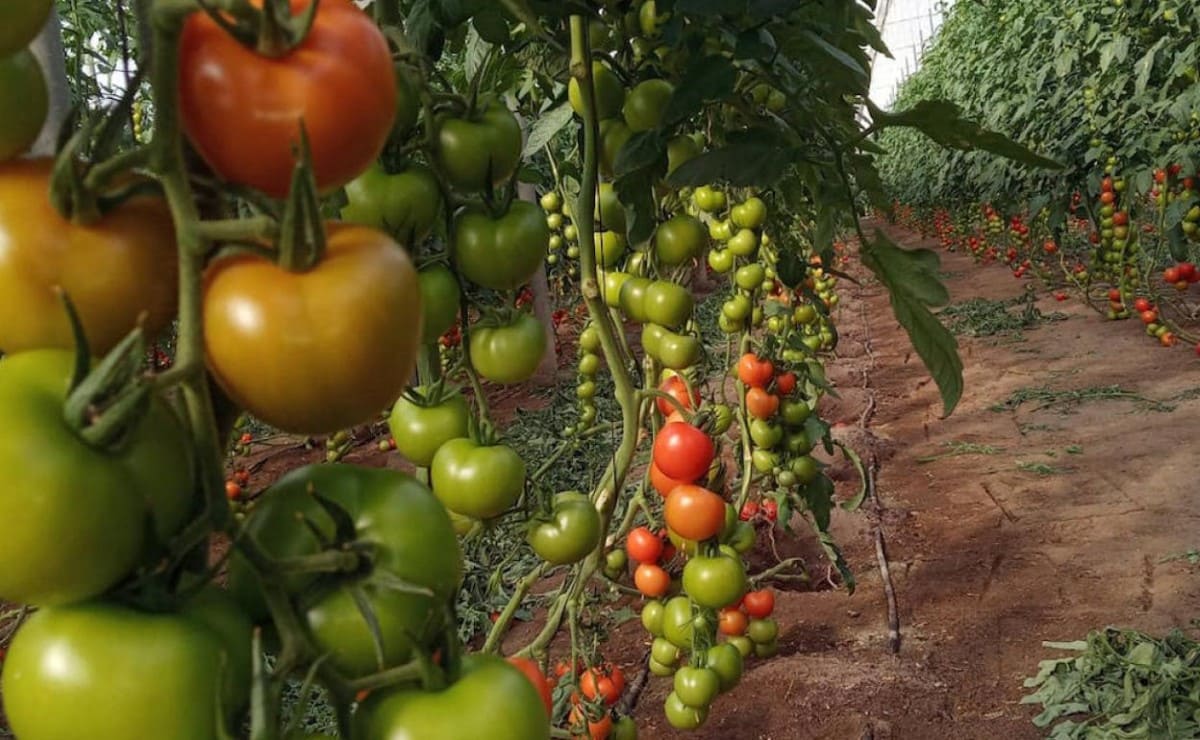 Almería, un paraíso de verduras y hortalizas